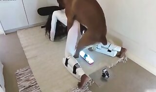 animal fucked