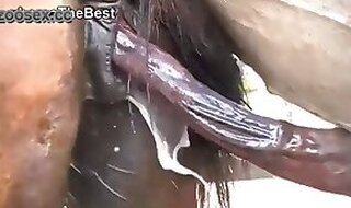 Animal Zoo Porn Video